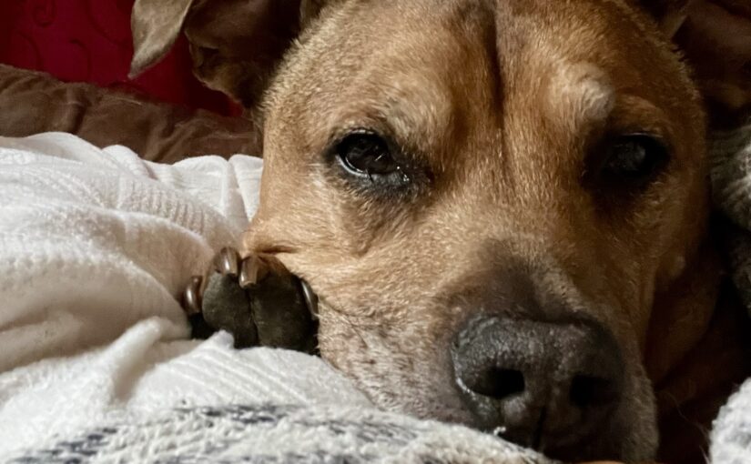 Bella, my soul-dog.